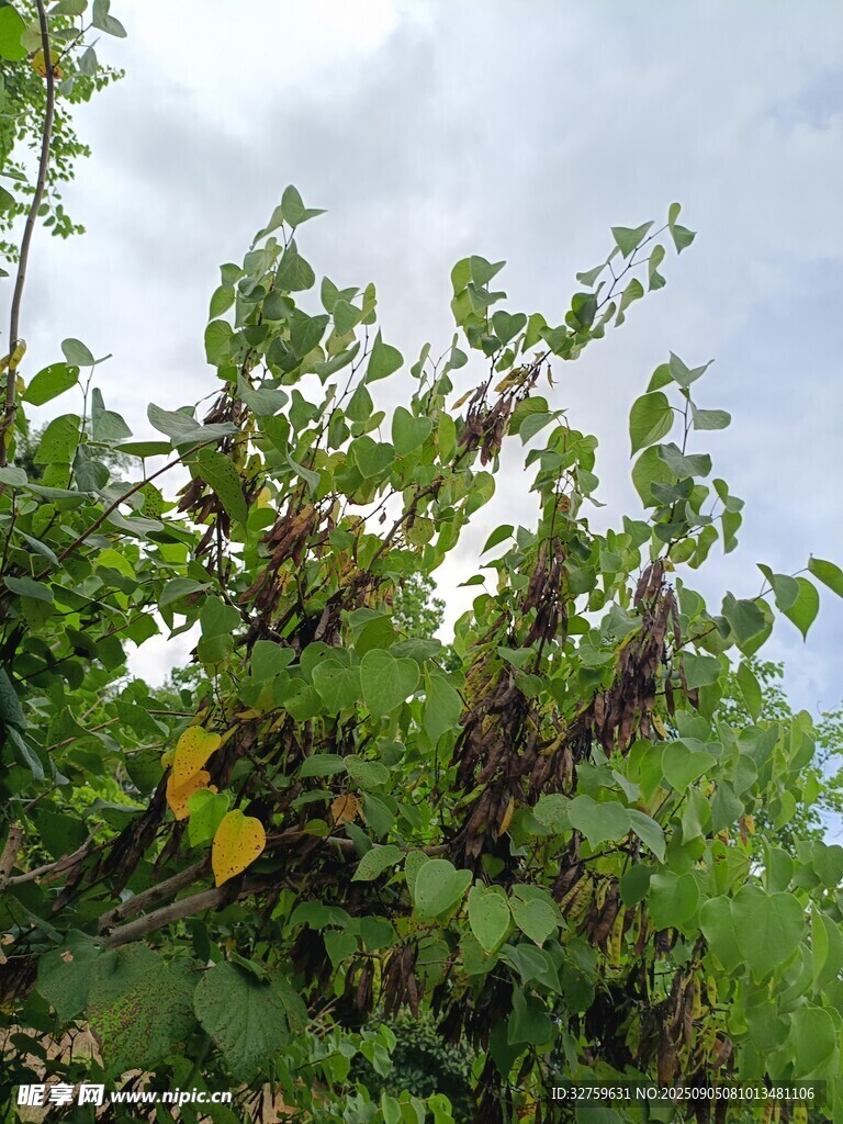 繁茂绿植