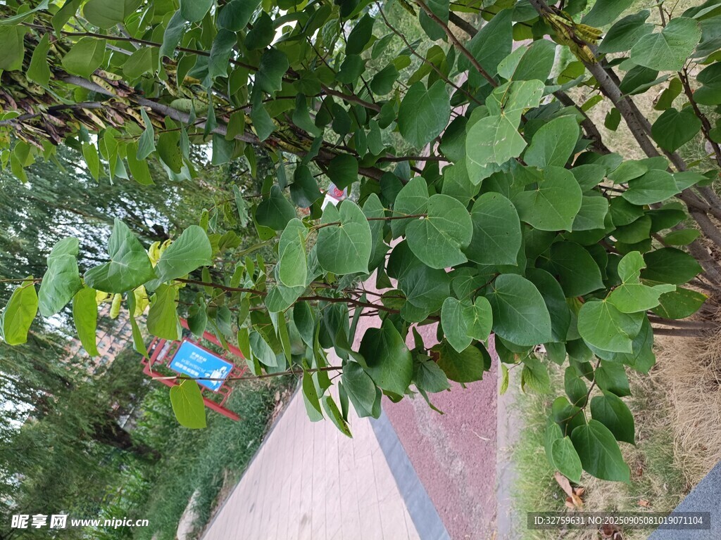 绿叶繁茂的路边植物景象