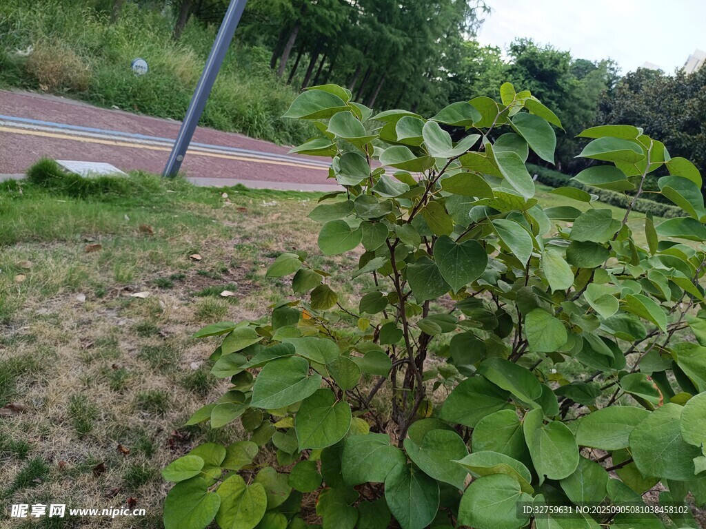 路边生长的绿色植物