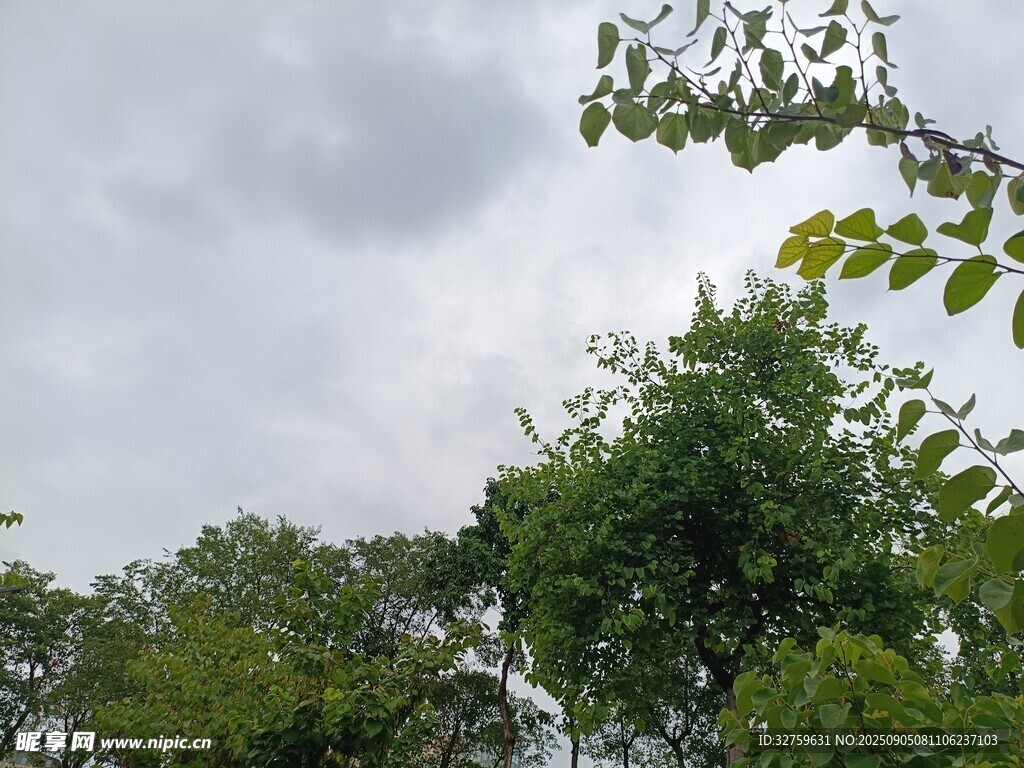 绿树映灰天的自然景致