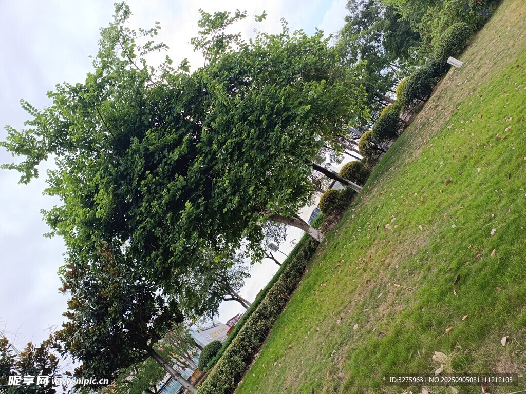绿树成荫的户外草地景观