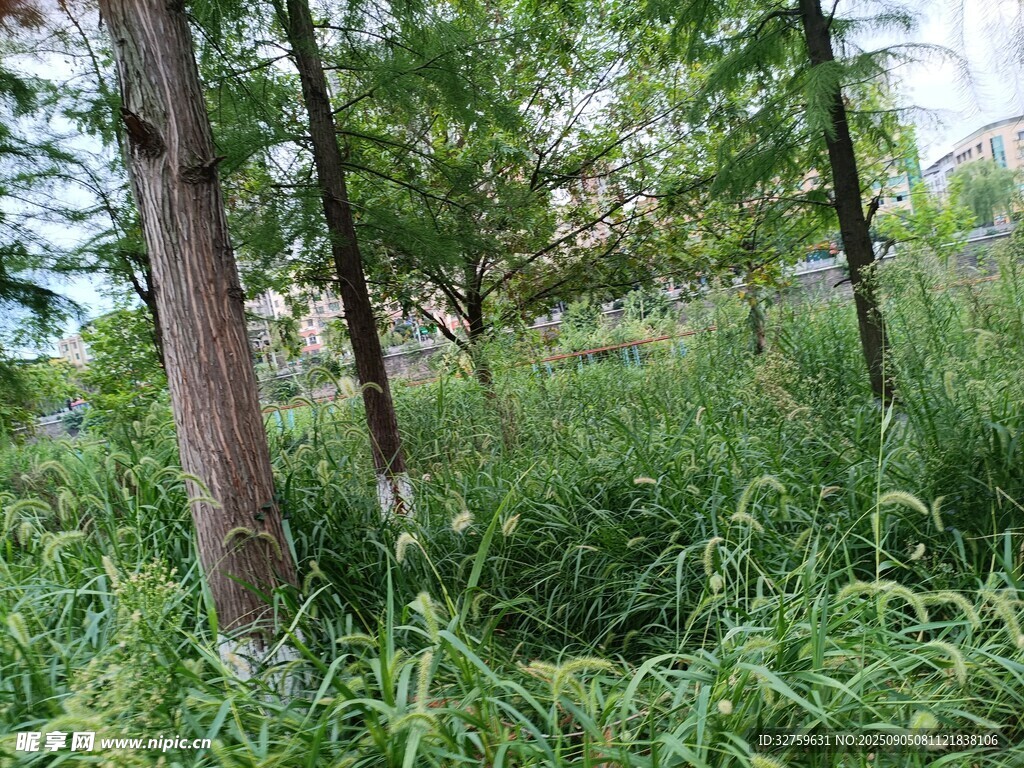 林间繁茂草木景象