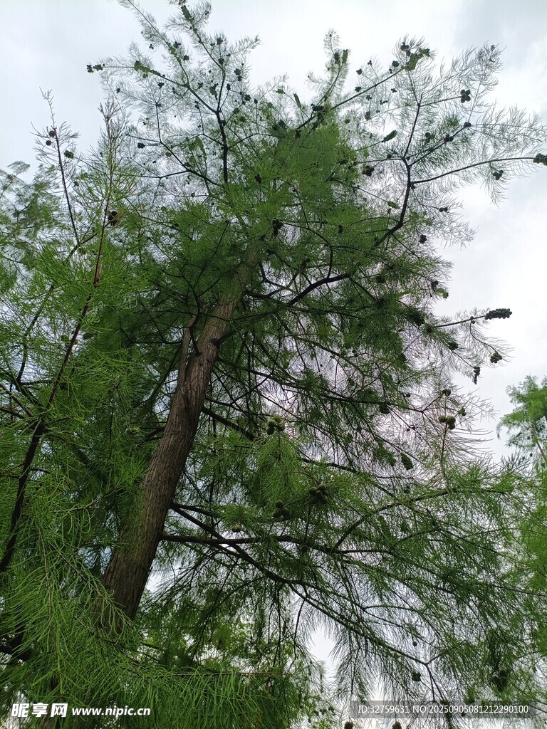 挺拔树木