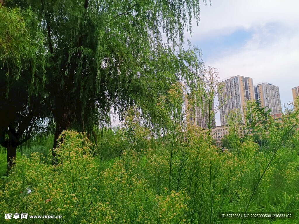 城市中葱郁的草地与垂柳