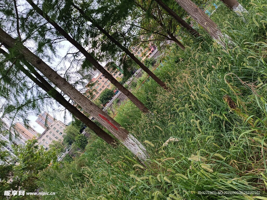 茂密森林中的树木与草地