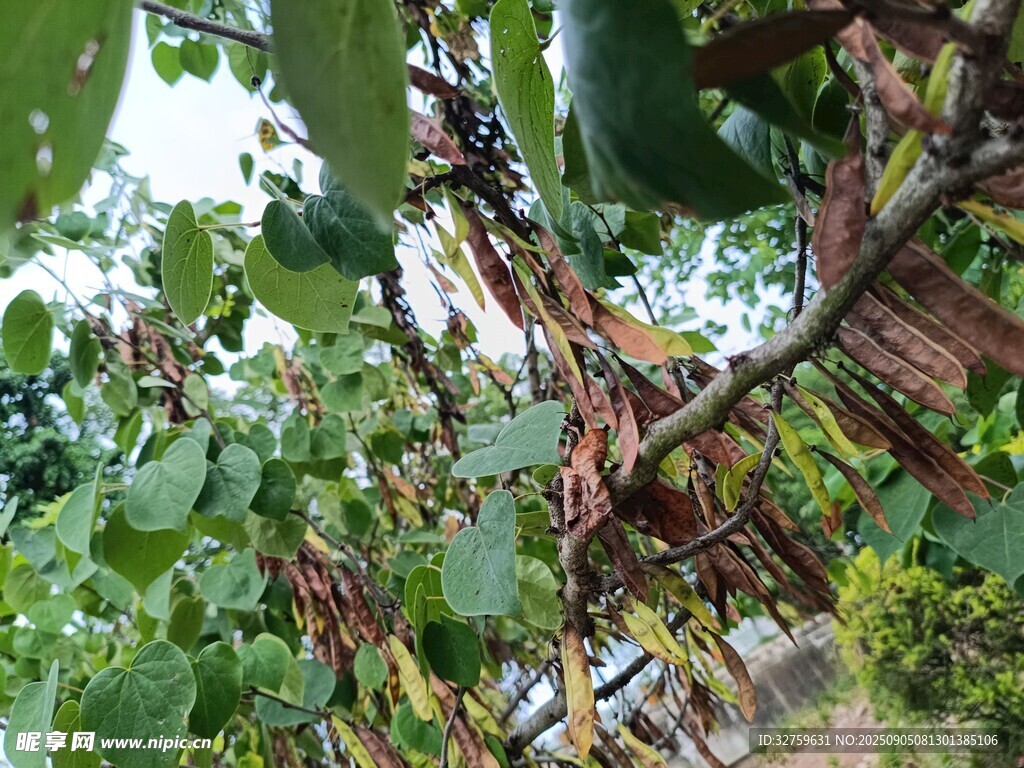 葡萄藤下的自然景致