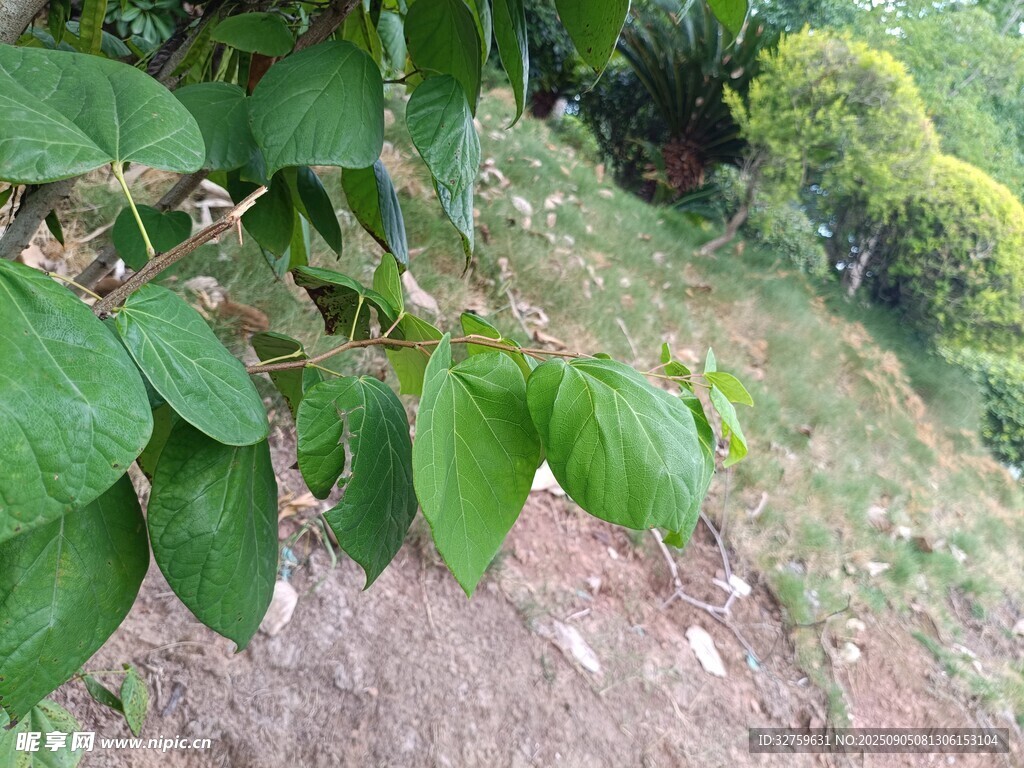 绿叶繁茂的山间植物