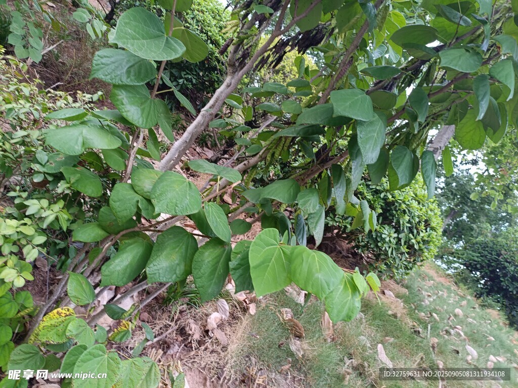 繁茂绿植