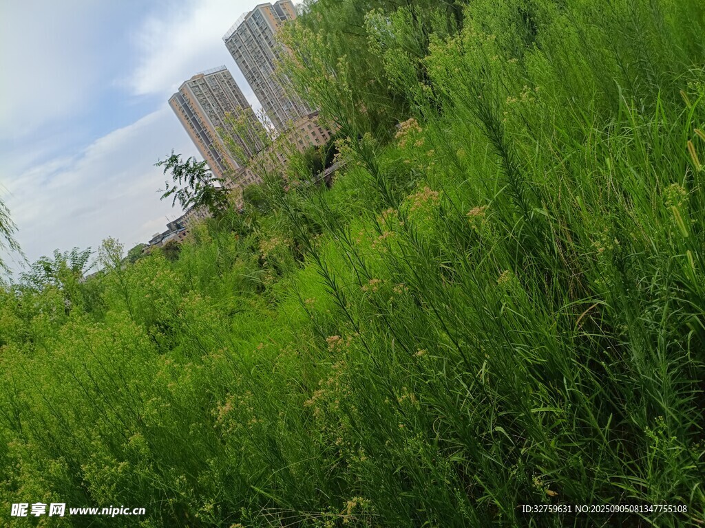 草地间的高楼远景