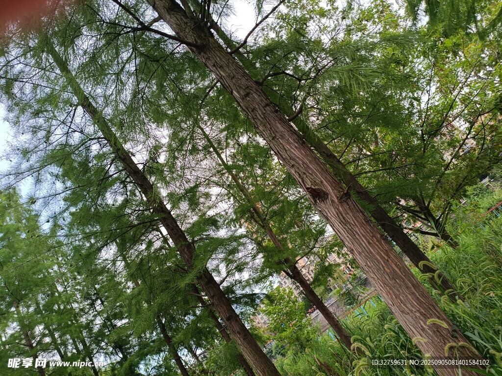 仰视茂密森林中的高大树木