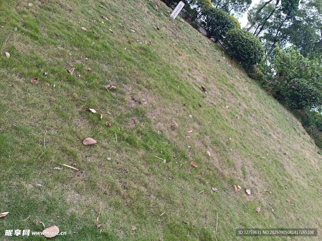 户外草地场景