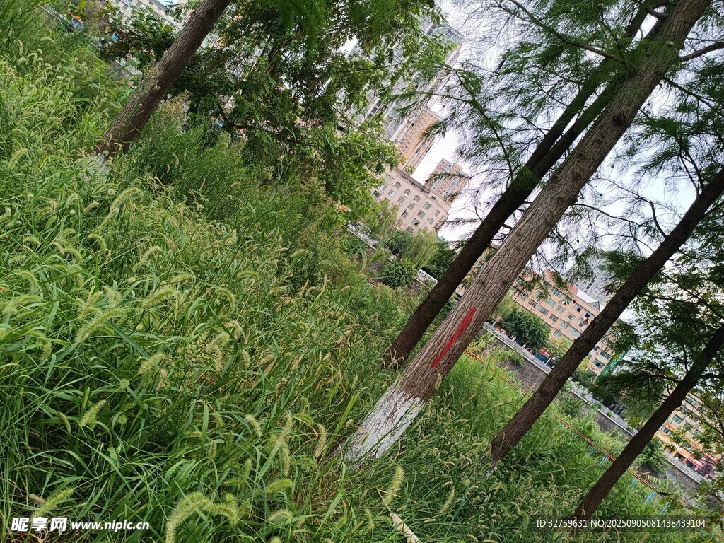林间草木与树干景象