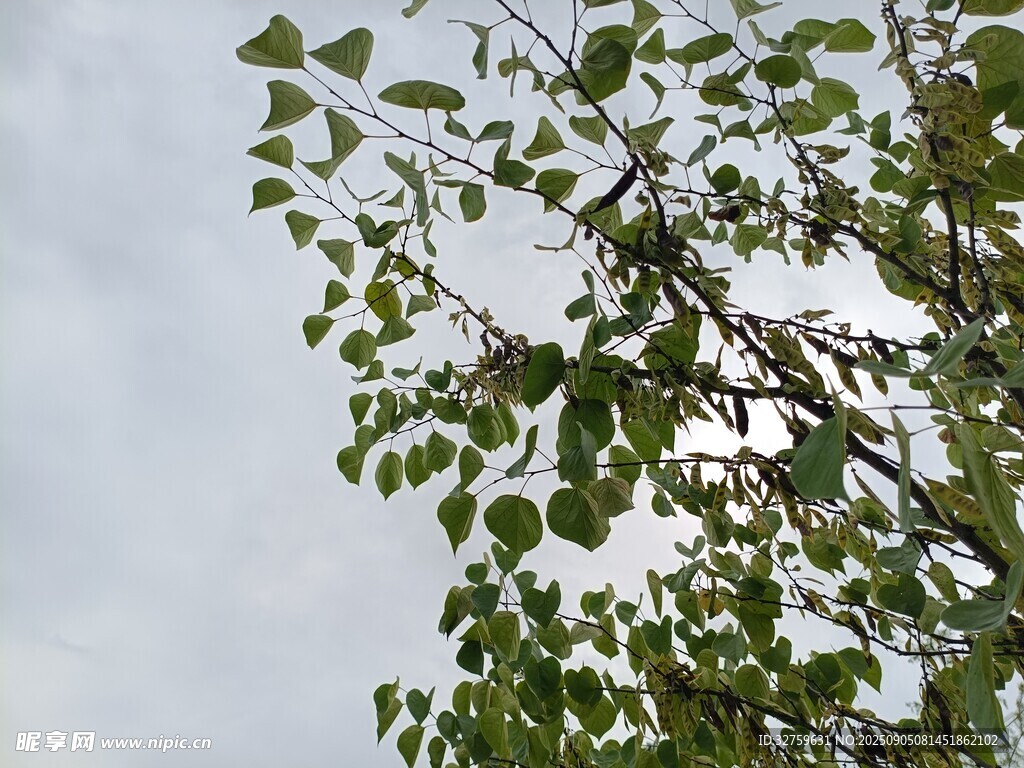 枝头绿叶映灰天