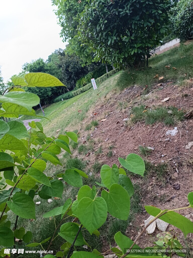 绿意盎然的户外自然场景