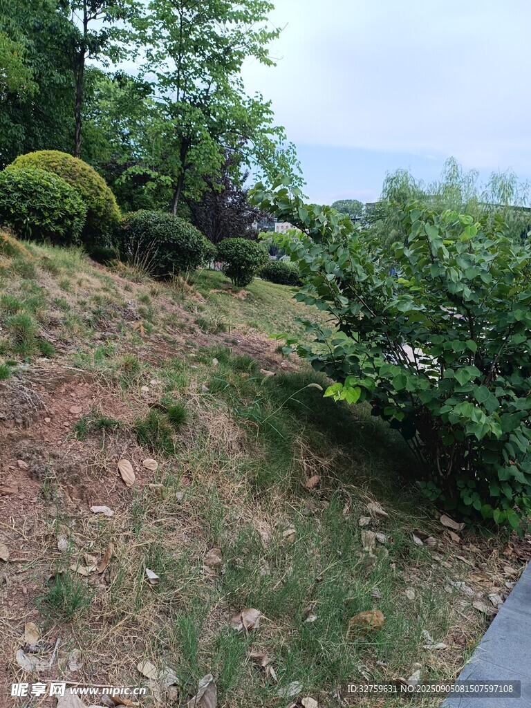 山坡绿植景观