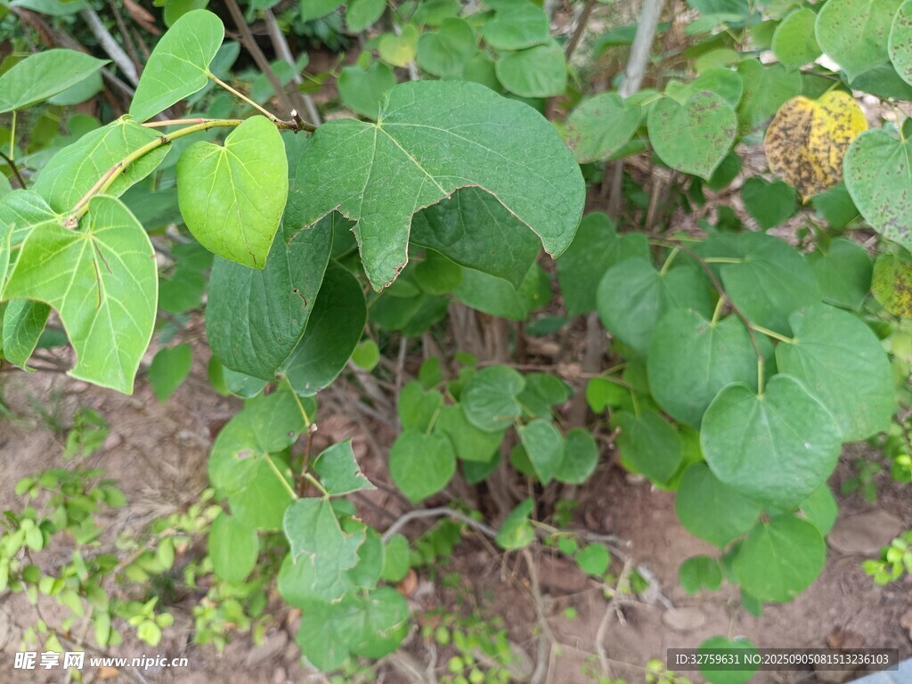 绿叶繁茂的植物景观
