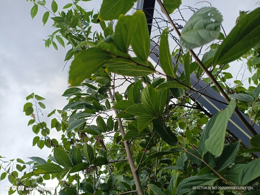 绿叶繁茂的植物景观