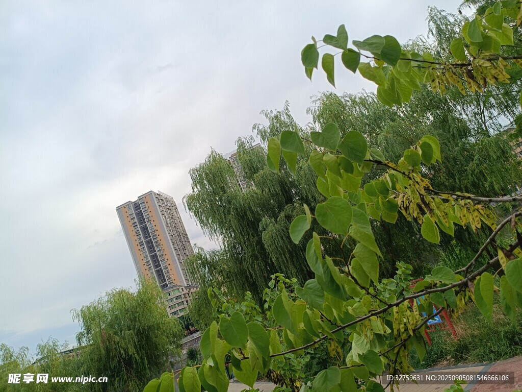 高楼旁绿意盎然的景致