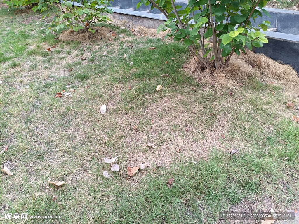 草地旁的绿植与散落枯叶