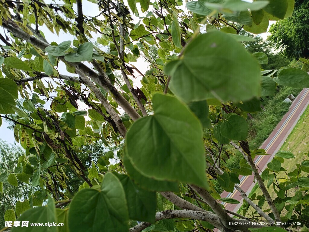 绿叶繁茂的树枝景象