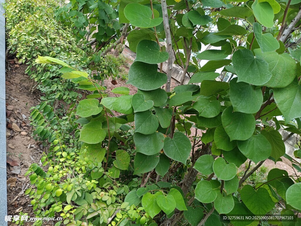 绿叶繁茂的植物景观