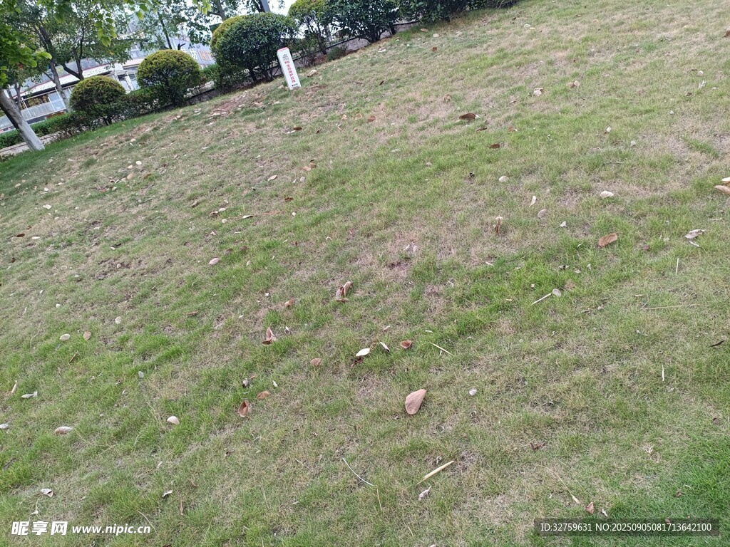 户外草地场景