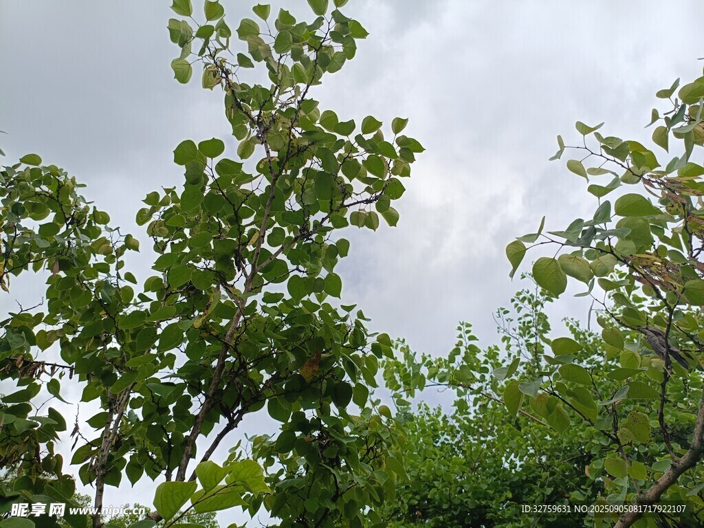 绿叶繁茂的树梢景致