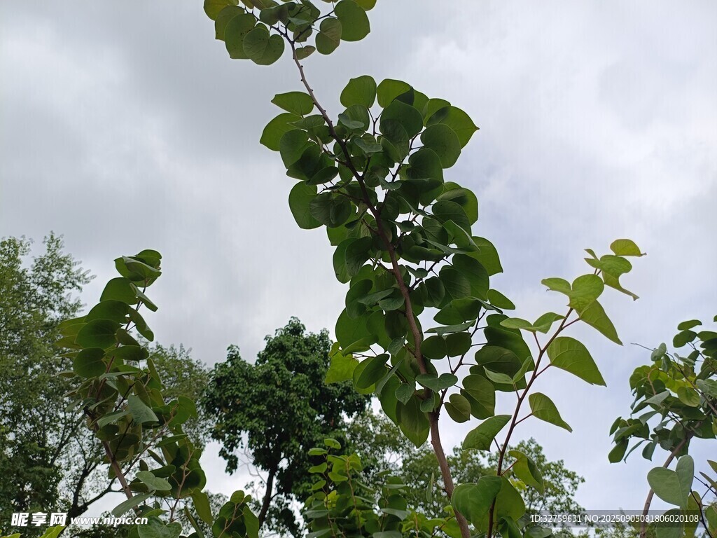 绿叶繁茂的树木景观