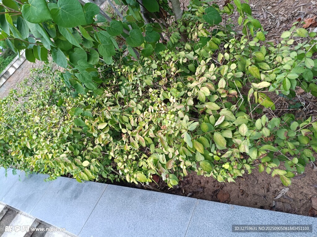 墙边绿植生机盎然