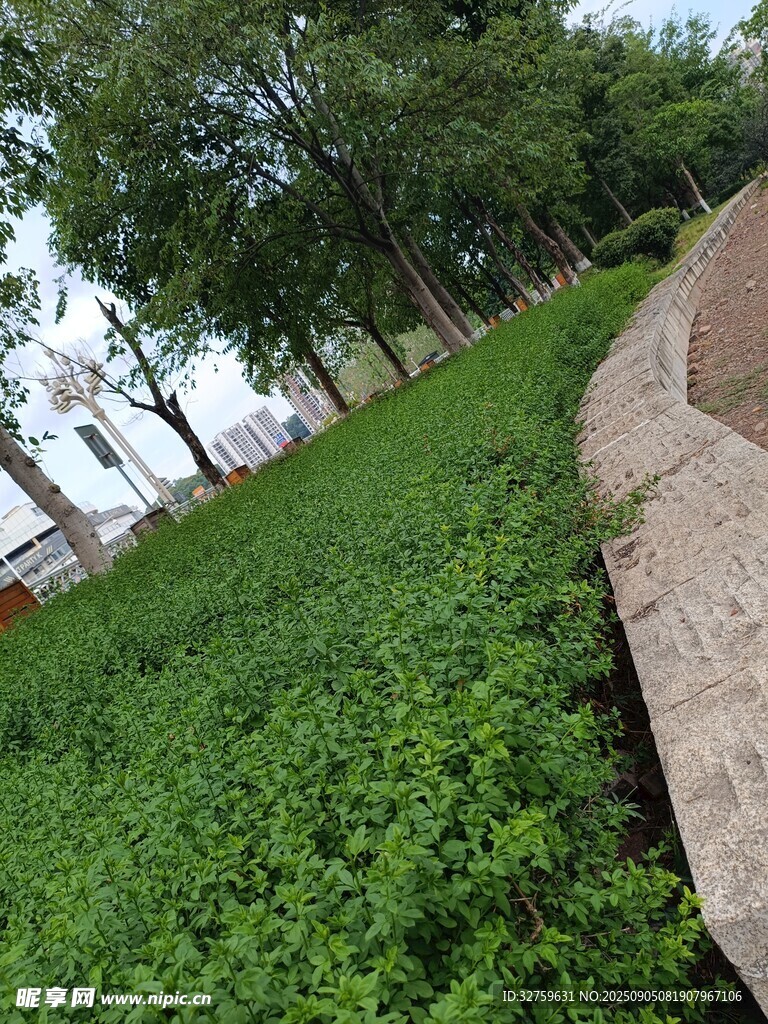 城市绿地景观一角