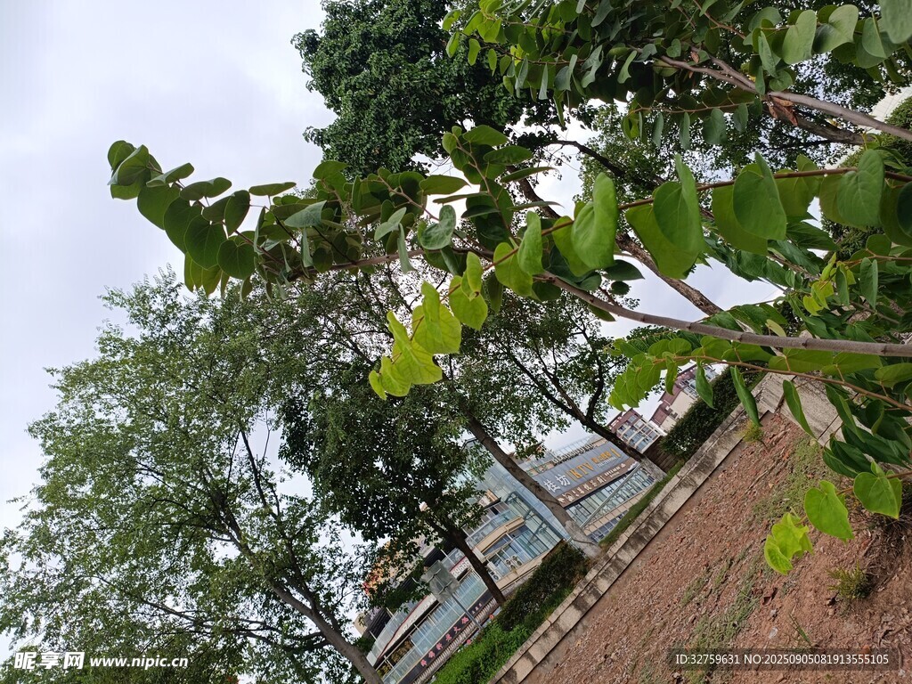 绿树成荫的户外景致