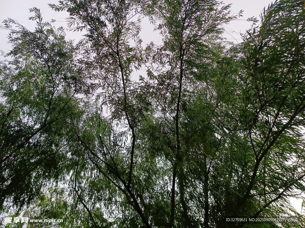 茂密绿树展现自然生机