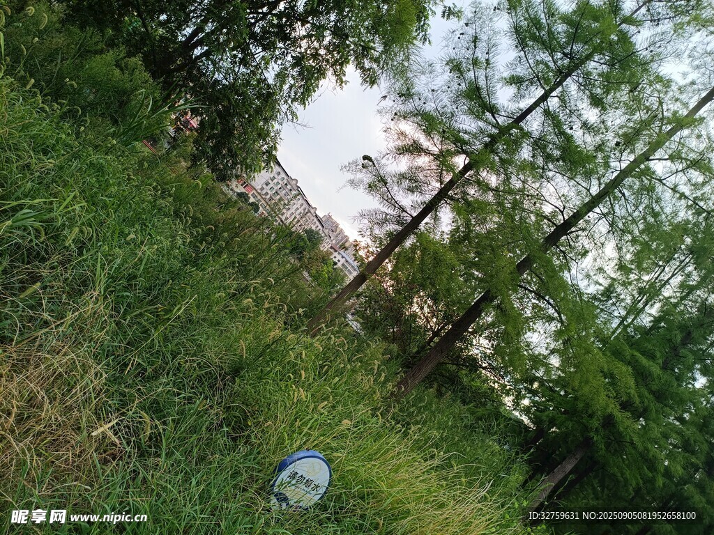 林间草地景象