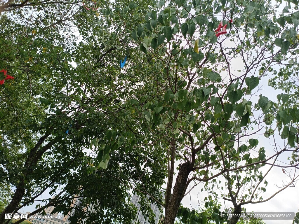 绿叶间点缀的红色花朵