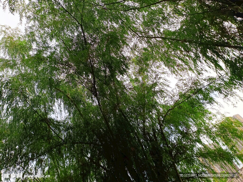 翠绿竹林