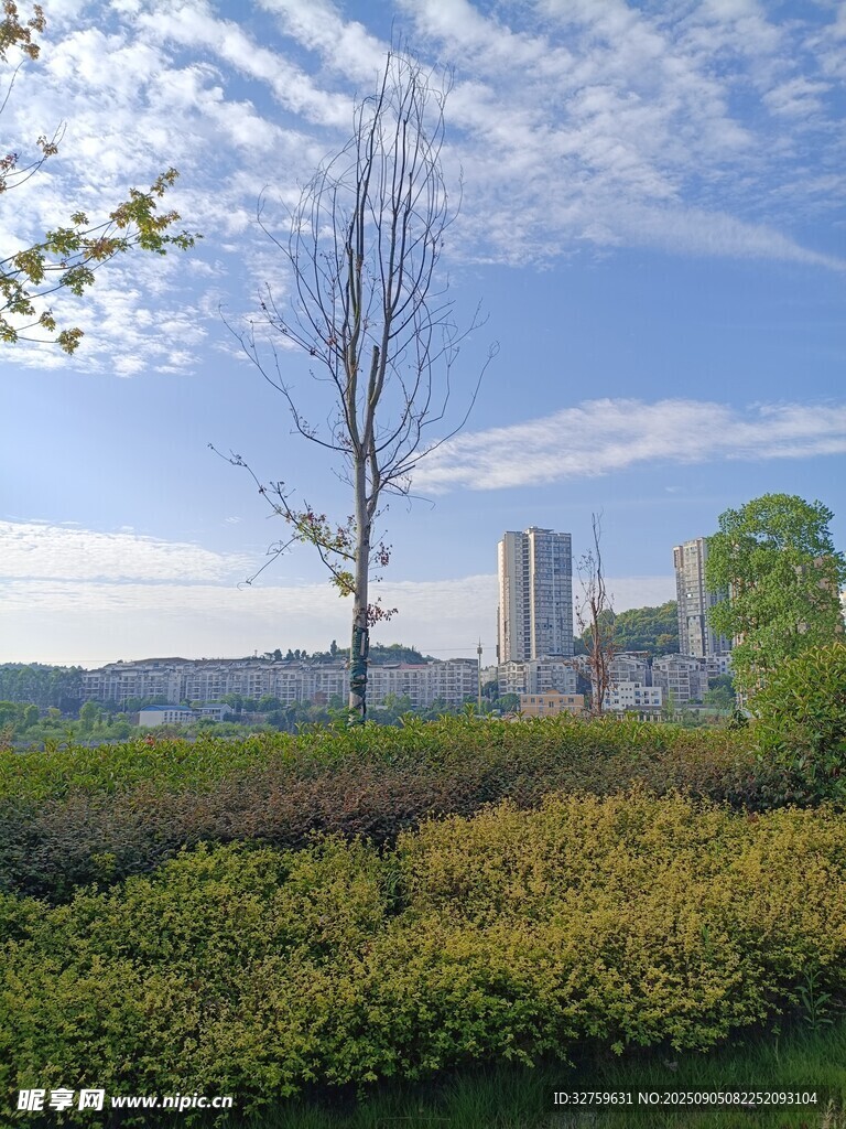城市绿地景观