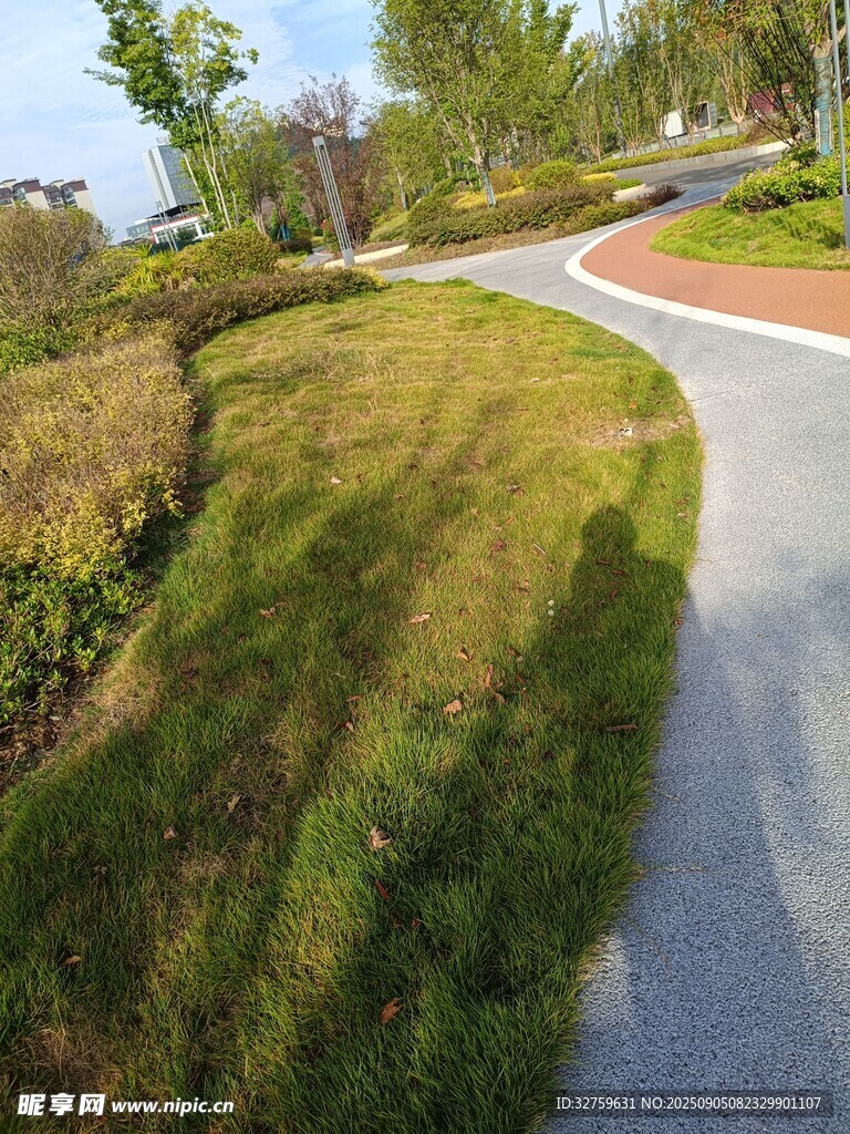 蜿蜒小径旁的翠绿景致
