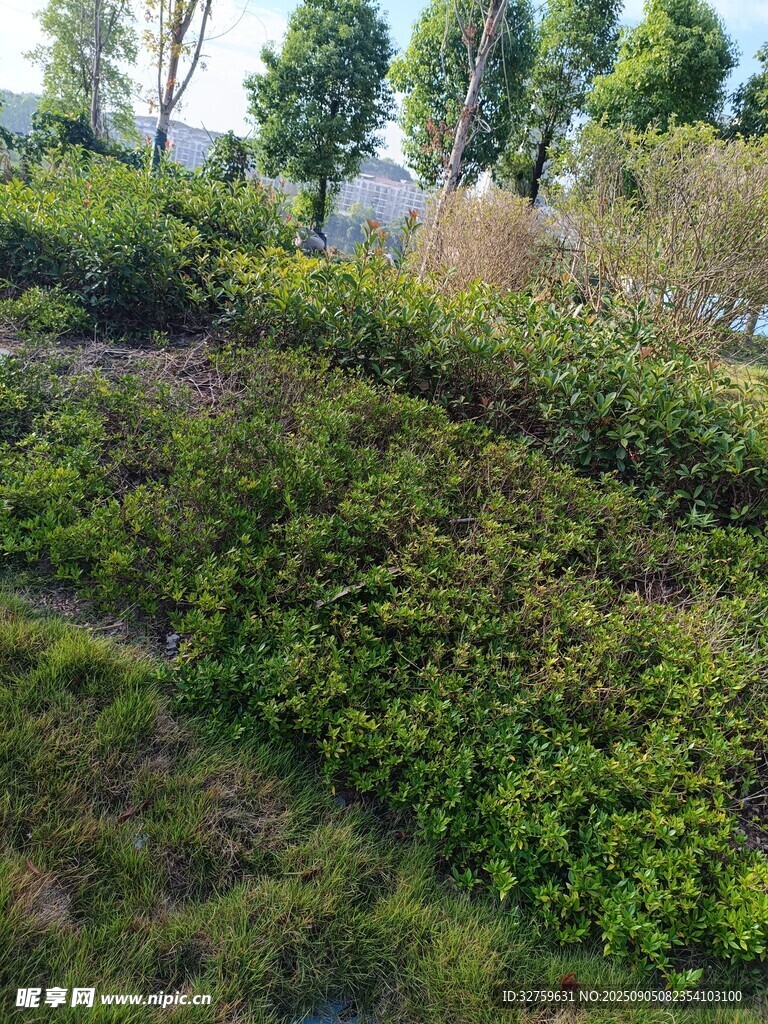 绿意盎然的户外植被景观