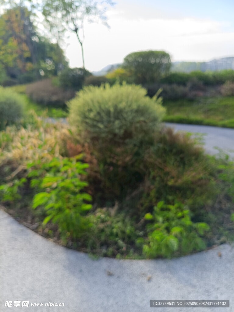 路边绿植景观