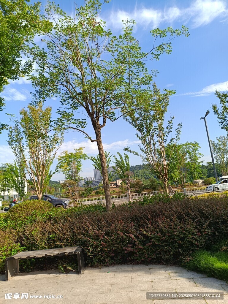 公园绿树长椅的惬意景致