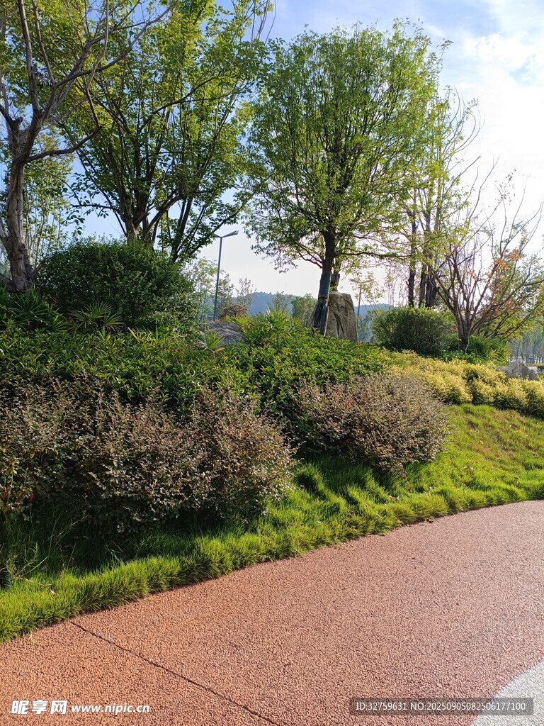 公园小径旁的绿植景观