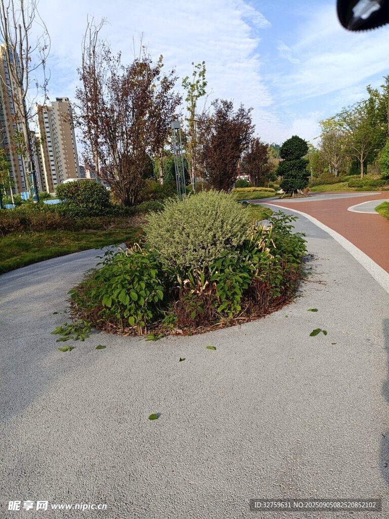 城市公园中的绿植小径