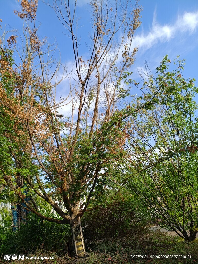 秋日树林景致