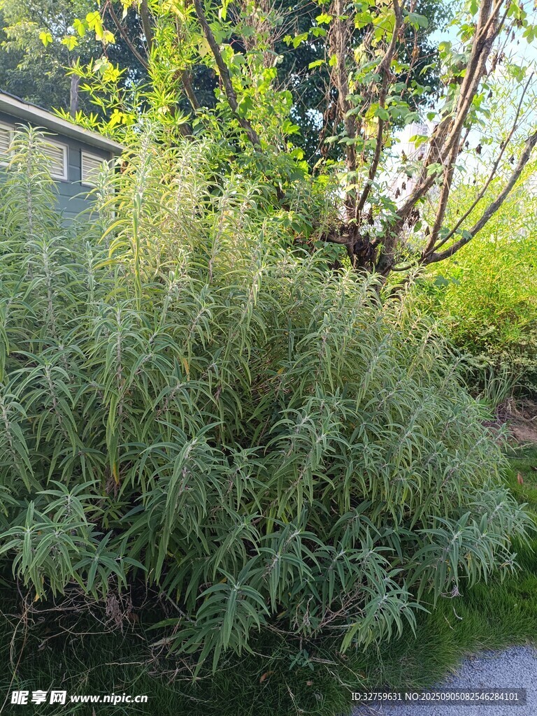 茂盛绿植景观
