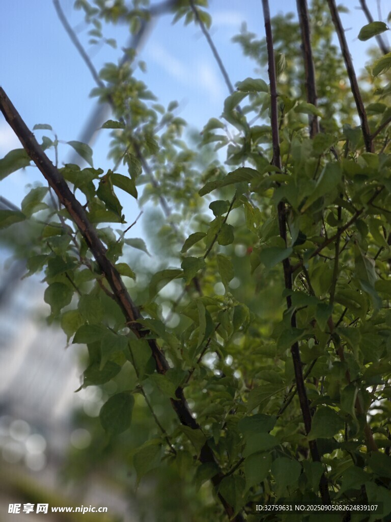 嫩绿枝叶