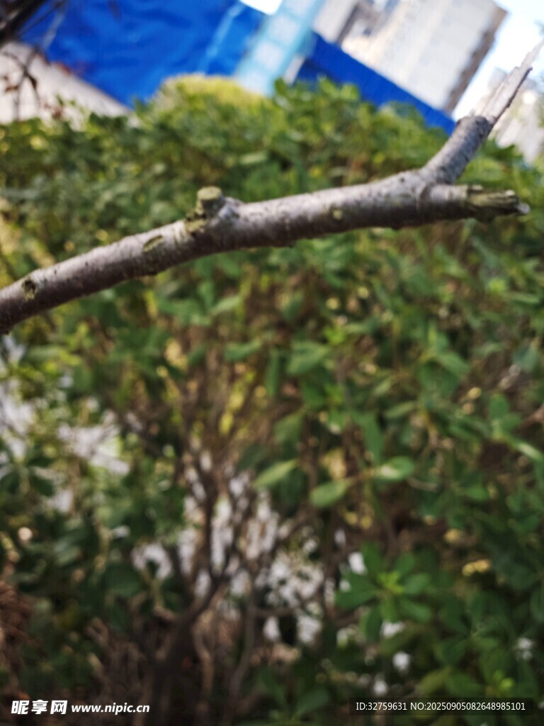 树枝伸展于绿植之上