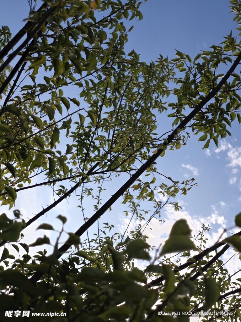 透过枝叶望蓝天