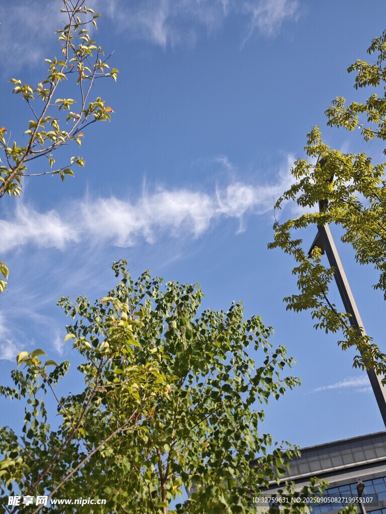 蓝天绿树间的清新景致