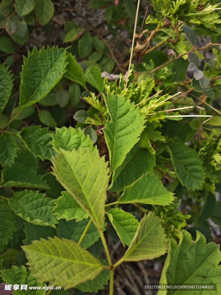 嫩绿叶片的植物特写