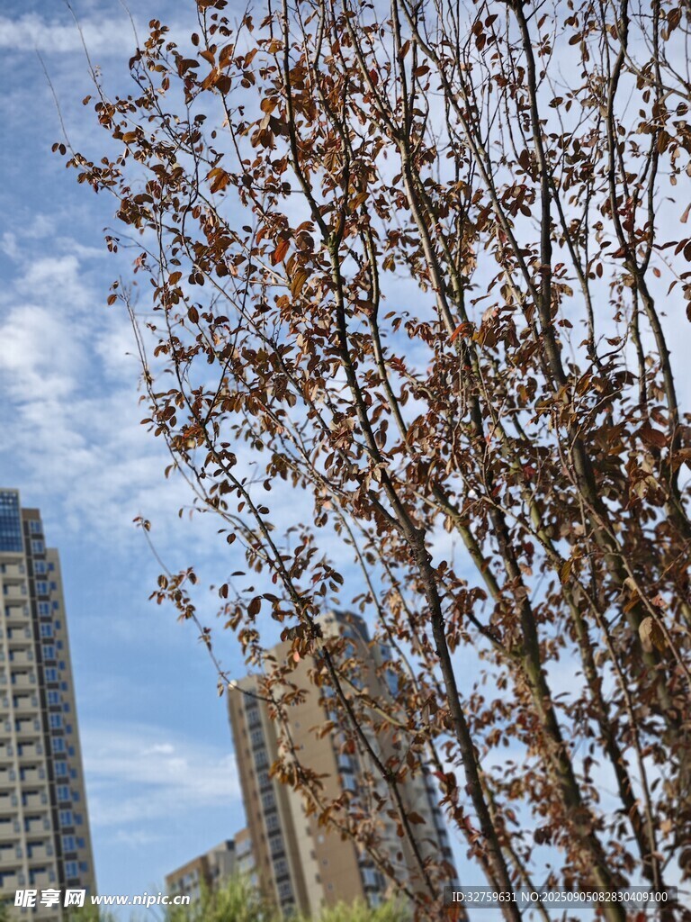 秋日城市中萧瑟的树木